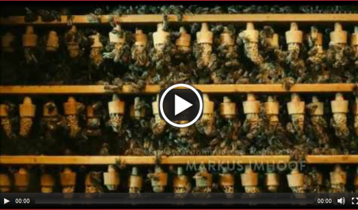 thumbnail - Des abeilles et des hommes